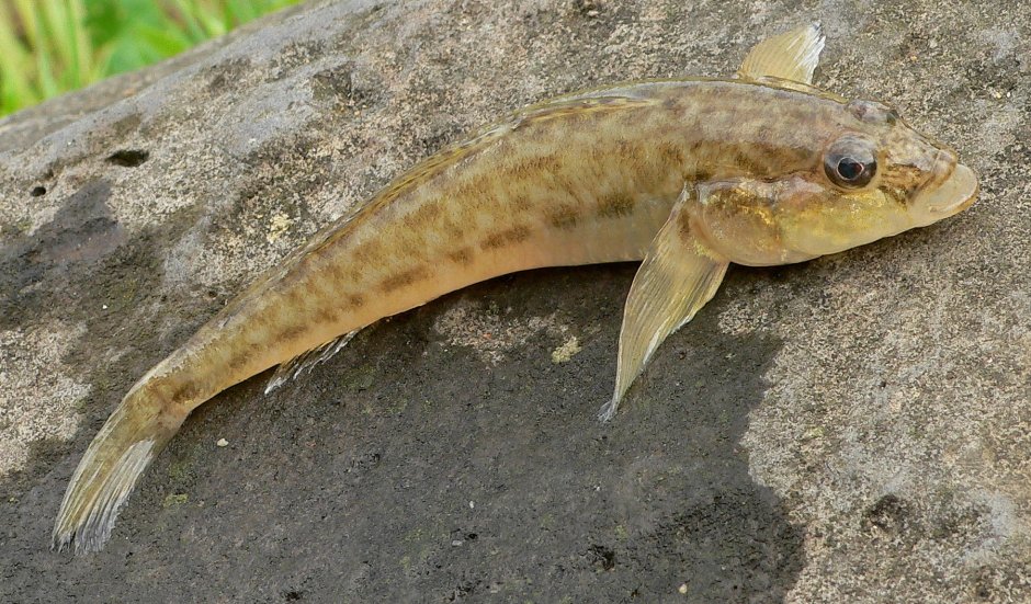 Ловля бычка на Азовском море