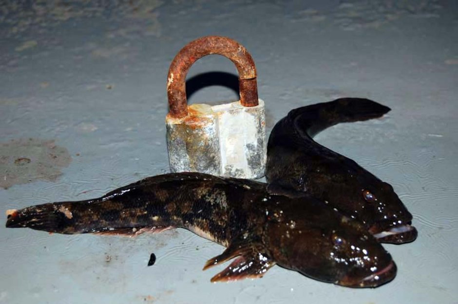 Замор рыбы Азовское море