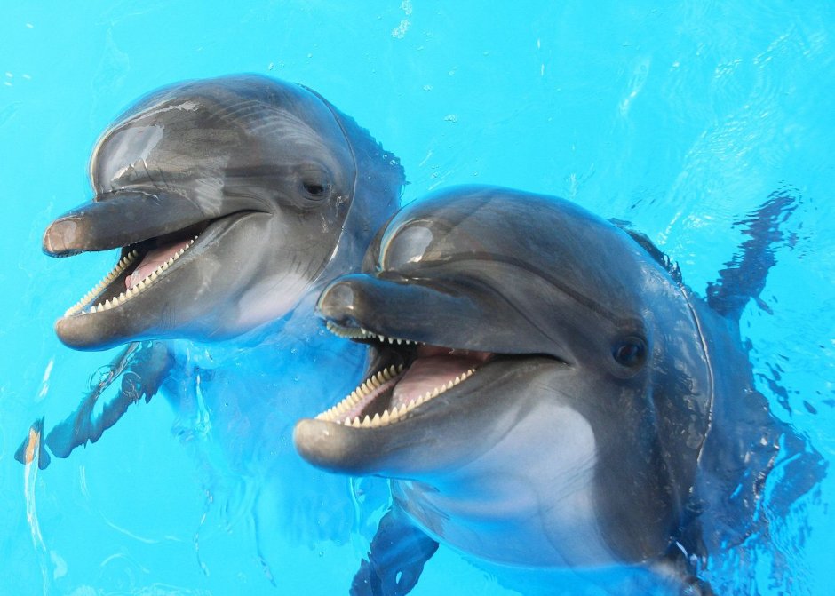 Porto Dolphins 2 Centro 25x60