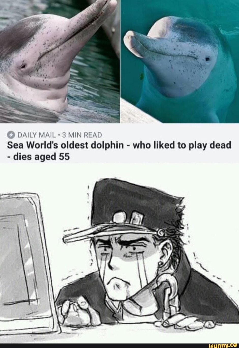 Мемы про дельфинов