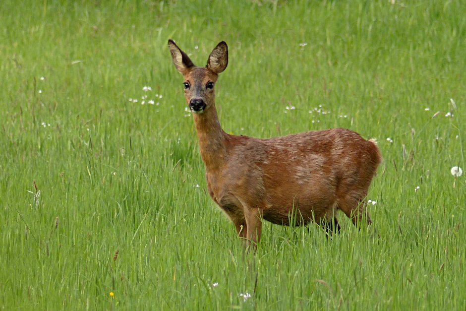 Сибирская косуля capreolus pygargus