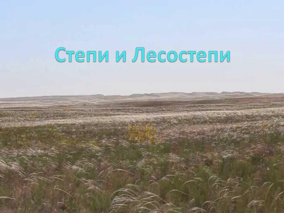Флора лесостепи и степи