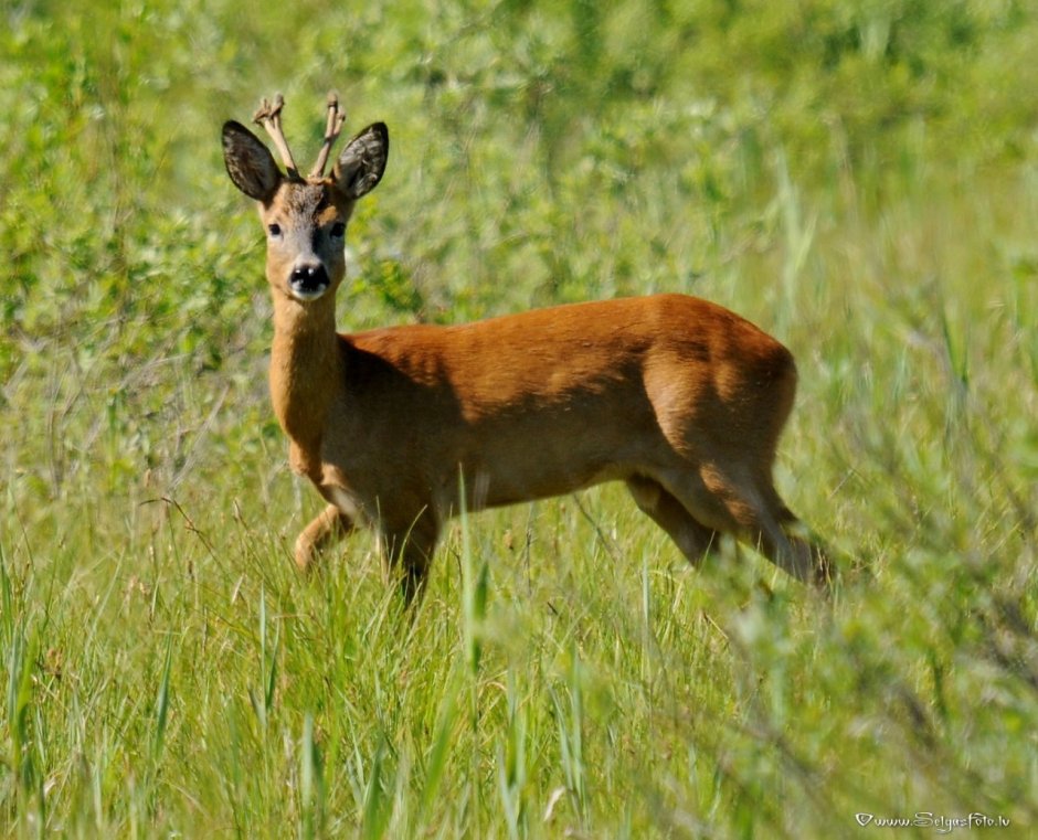 Косуля Сибирская (capreolus pygargus Pall.)