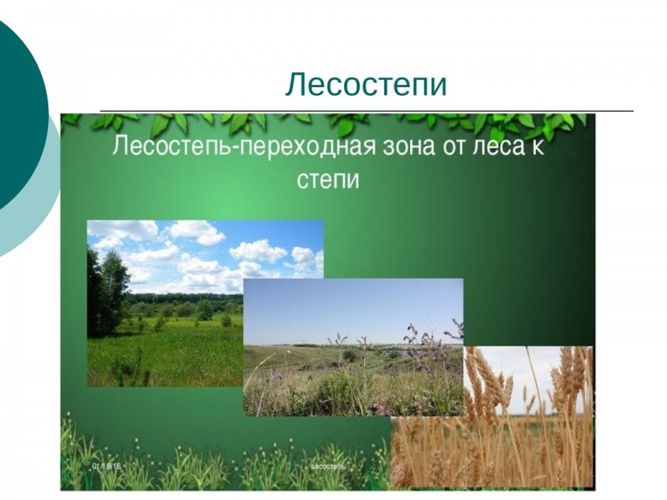 Растительный мир лесостепи и степи