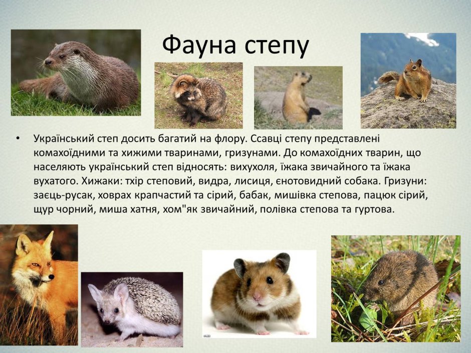 Украина животные и растения