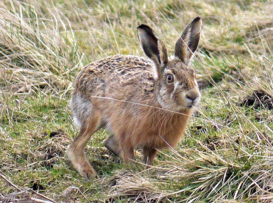 Заяц-Русак (лат. Lepus europaeus)