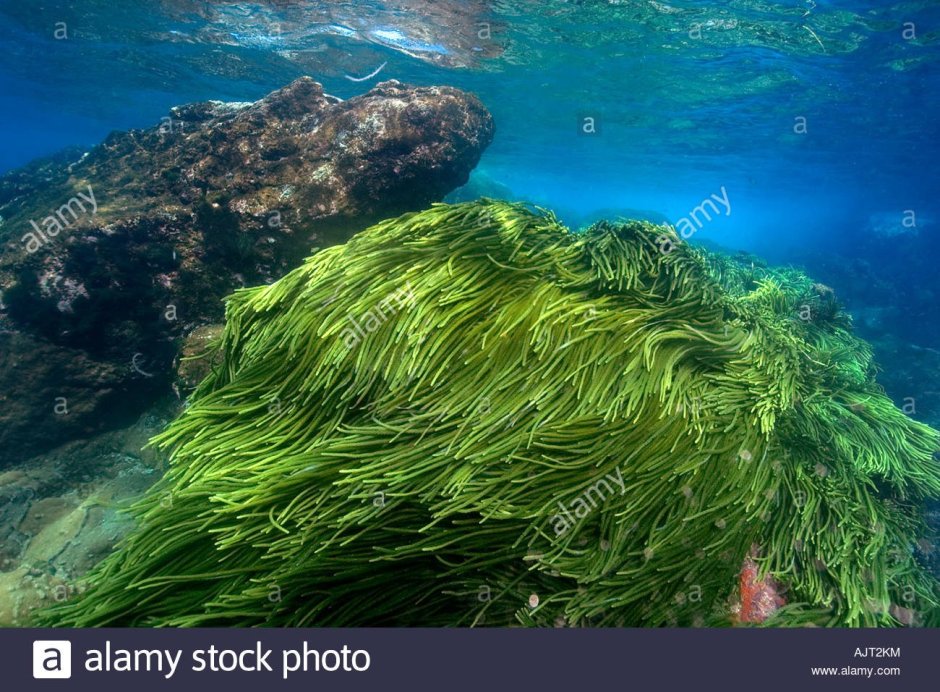 Морская черепаха индийского океана