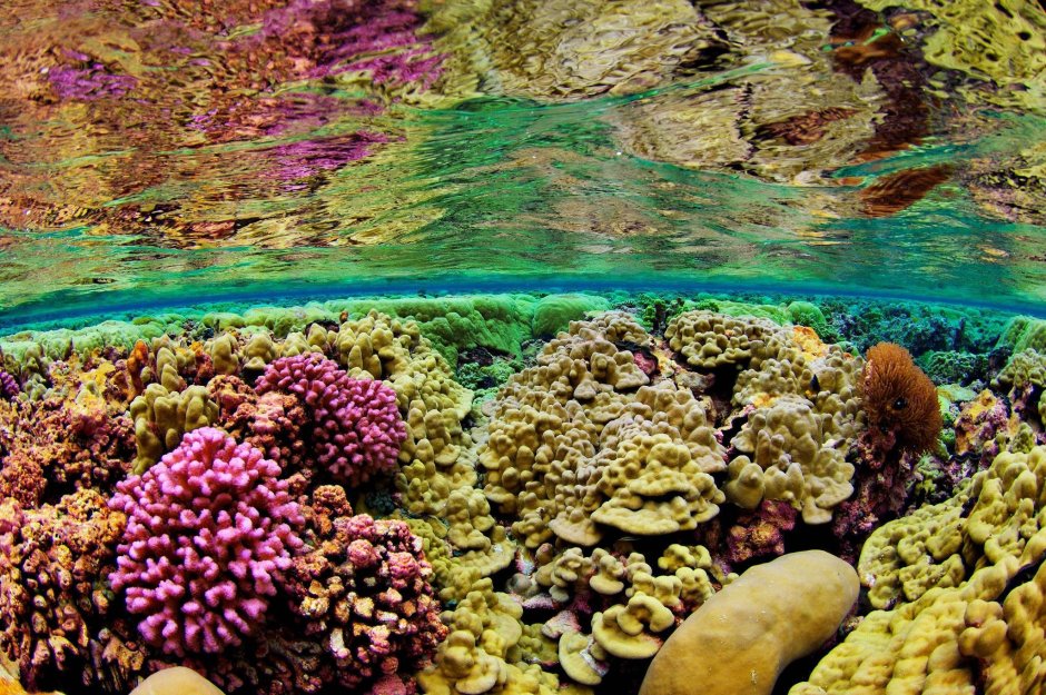 Подводный мир красного моря
