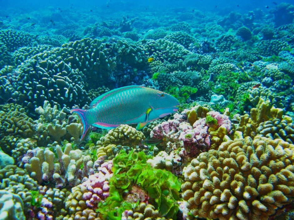 Морские кораллы на Красном море