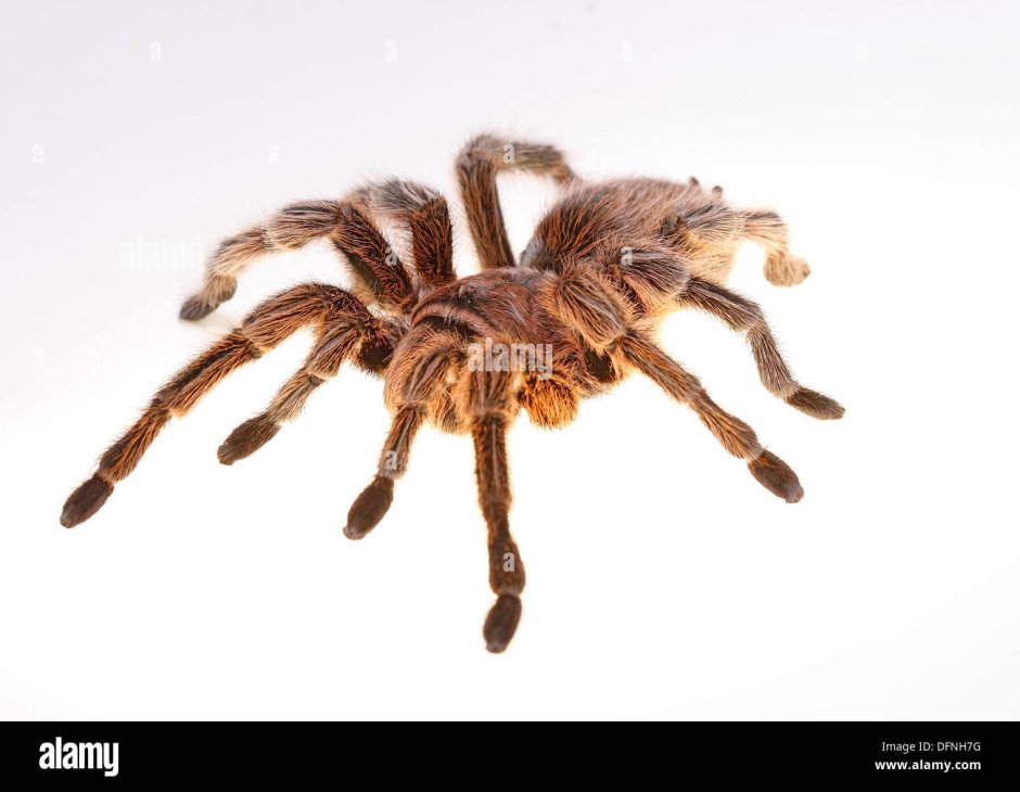 Thomisus onustus паук