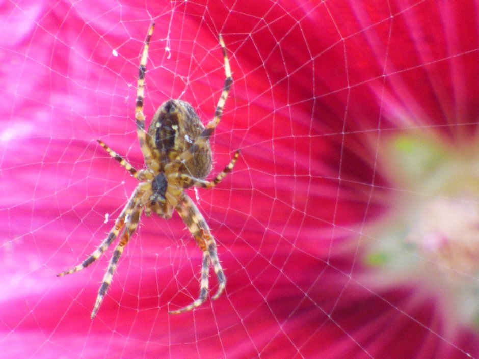 Spider in the Roses