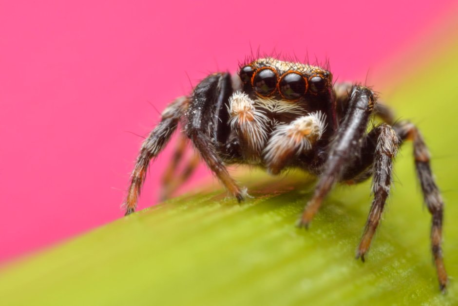 Avicularia purpurea