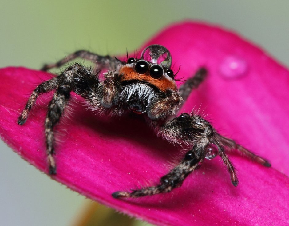 Platycryptus undatus