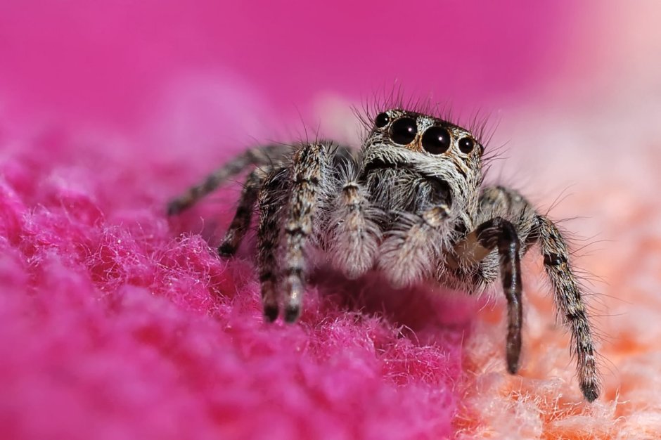 Паук птицеед Grammostola rosea