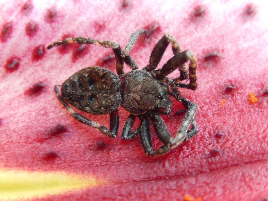 Паук Pamphobeteus platyomma