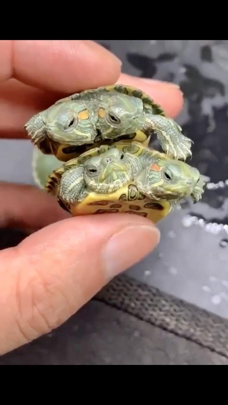 Новорождённые Черепашки красноухие