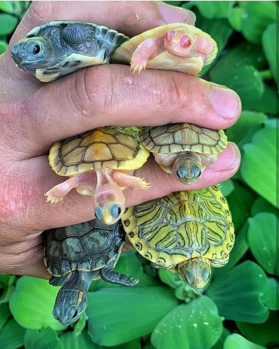 Красноухая черепаха