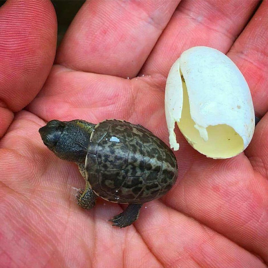 Красноухая черепаха подвиды