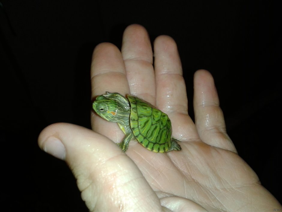 Новорожденный Черепашонок красноухой черепахи