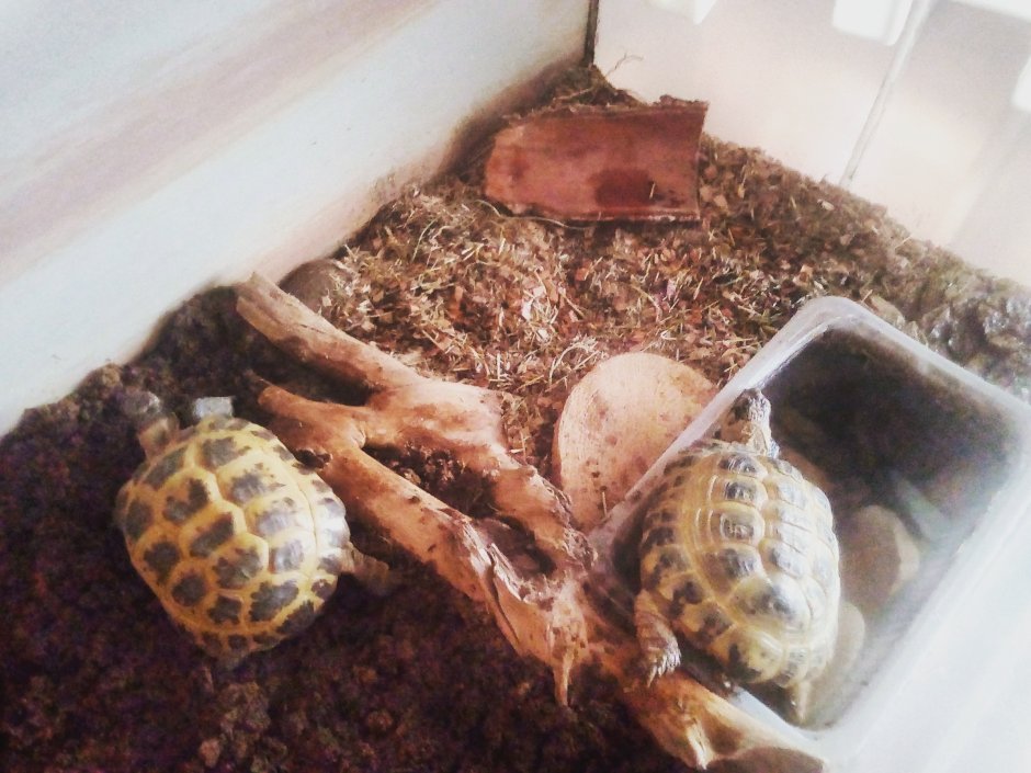 Родились маленькие Черепашки