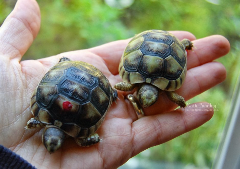 Карликовая красноухая черепаха