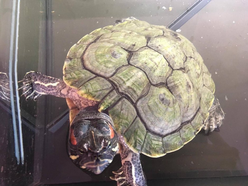 Красноухая черепаха маленькая