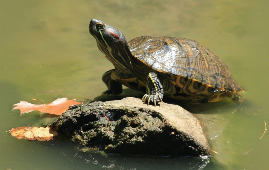 Маленькая черепаха на белом фоне