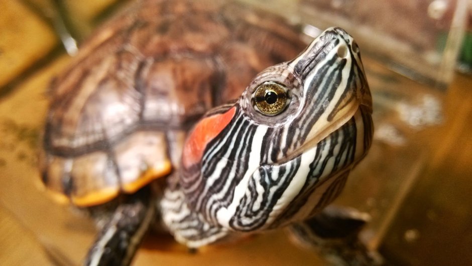 Красноухая черепаха Размеры взрослой особи