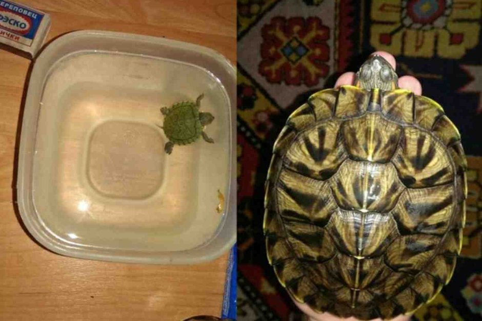 Среднеазиатская красноухая черепаха