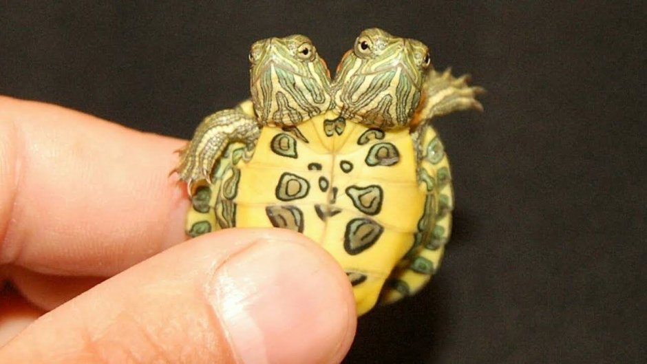 Морская черепаха красноухая