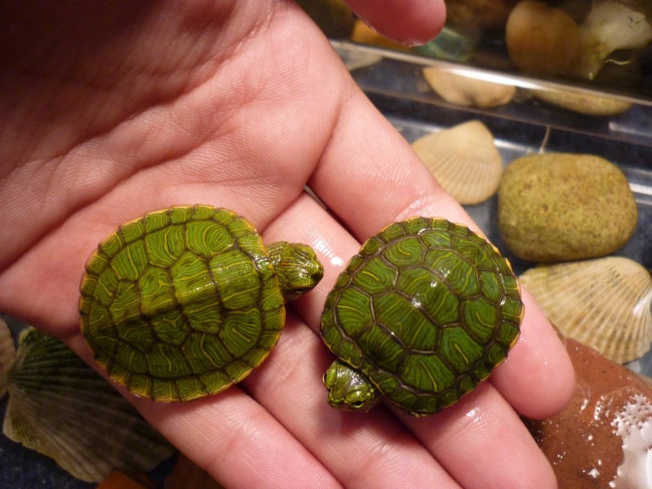 Гнездо красноухой черепахи