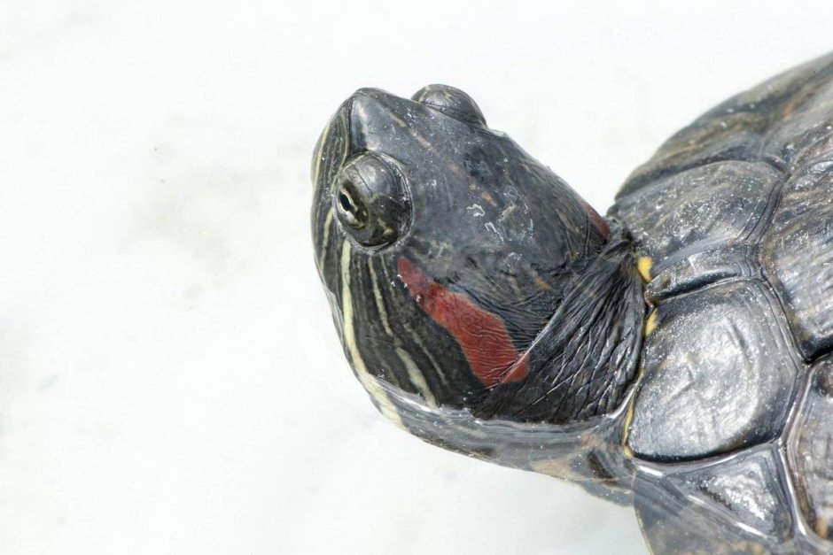 Морская черепаха маленькая в доме