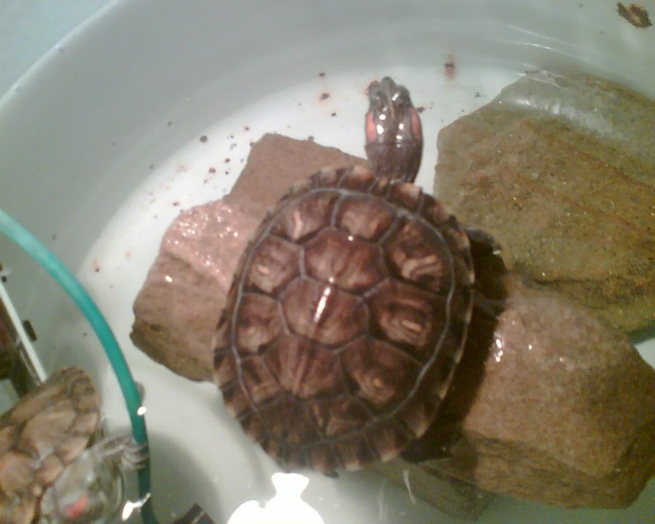 Красноухая черепаха