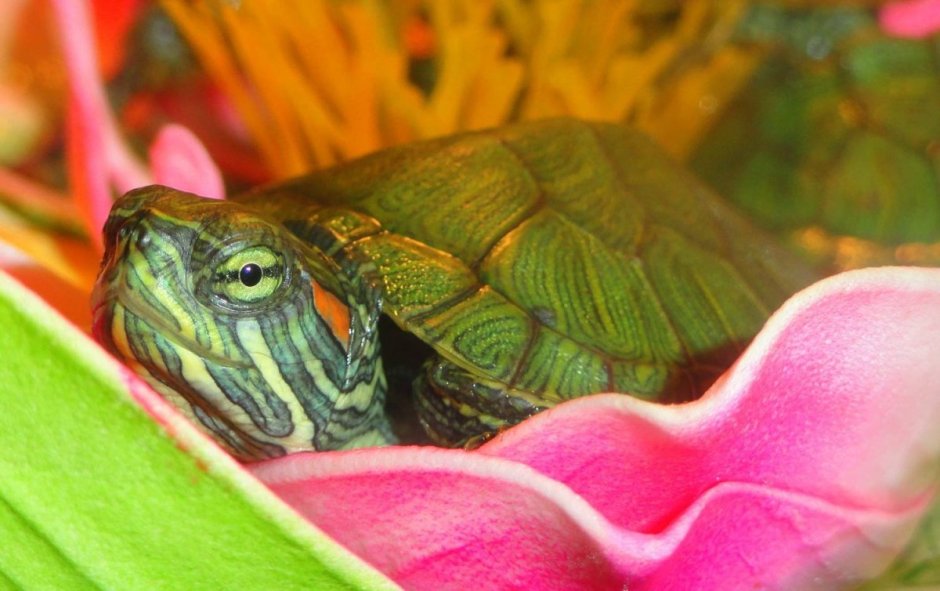 Морские черепахи вылупление яиц