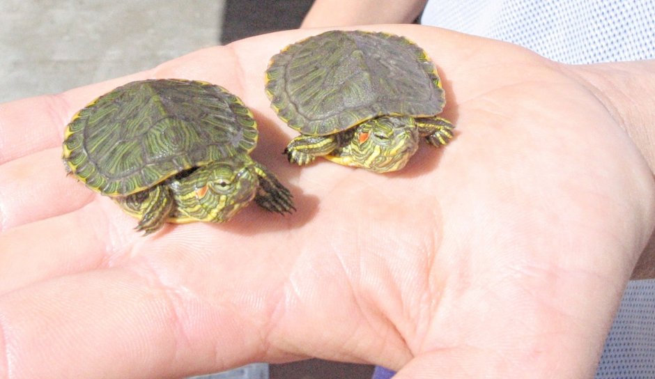 Красноухая - Ханкайская черепаха.