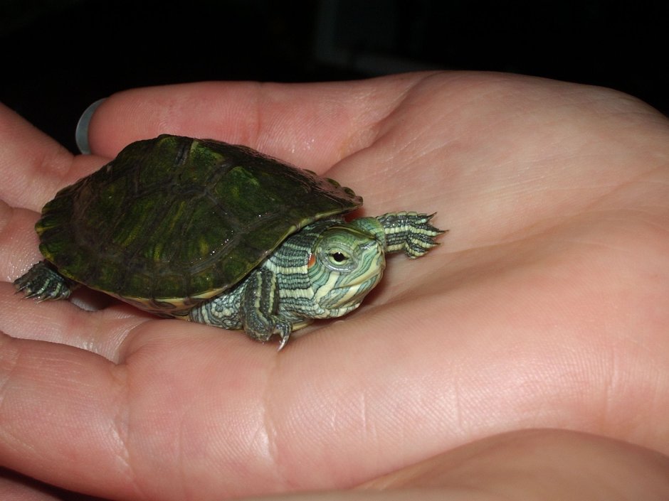 Красноухая черепаха сухопутная