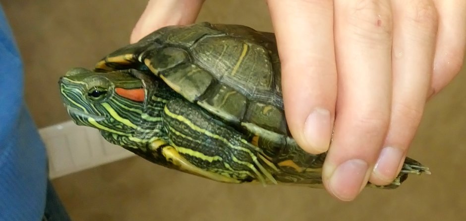 Новорожденные Черепашки красноухие