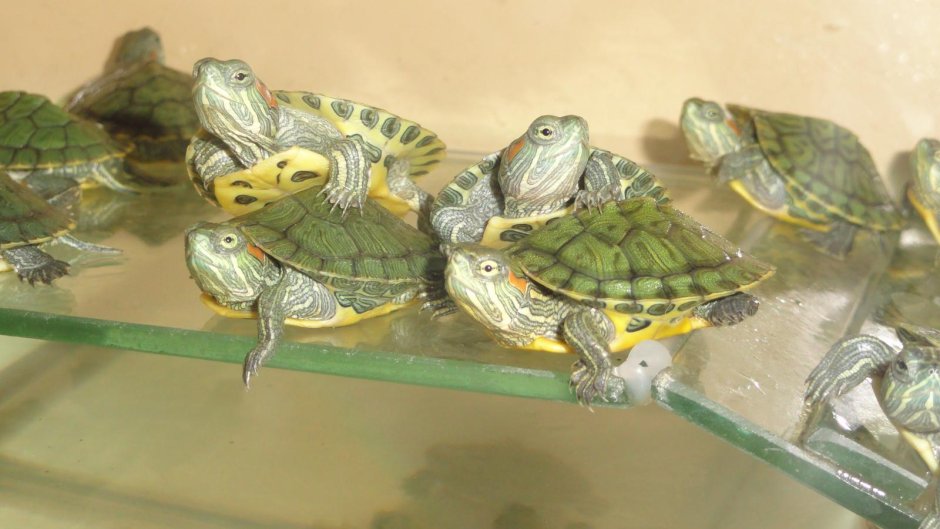 Маленьких при маленьких при маленьких черепашек