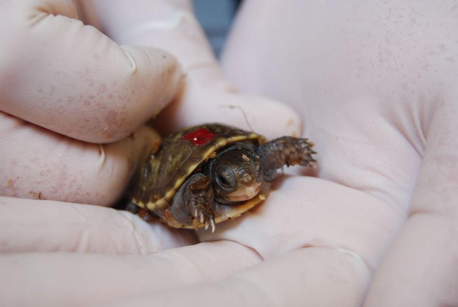 Рот красноухой черепахи