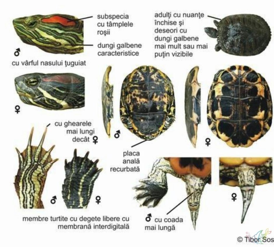 Красноухая черепаха на руке