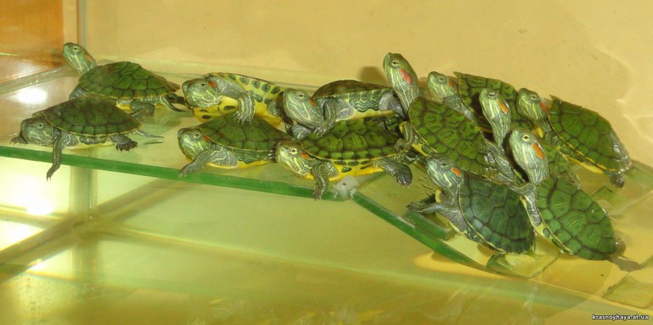 Красноухая черепашка Сэмми