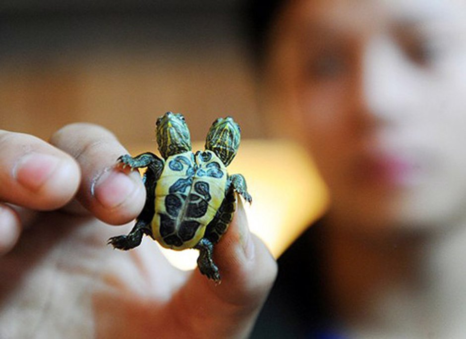 Черепаха спит