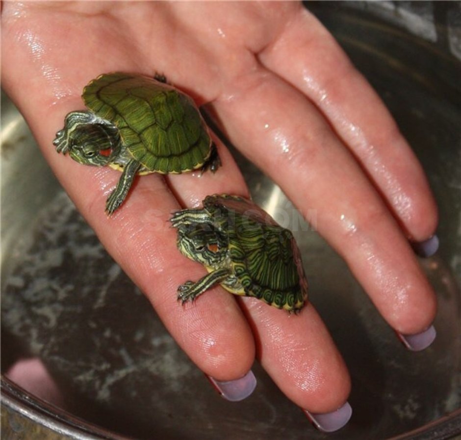 Новорожденные Черепашки красноухие