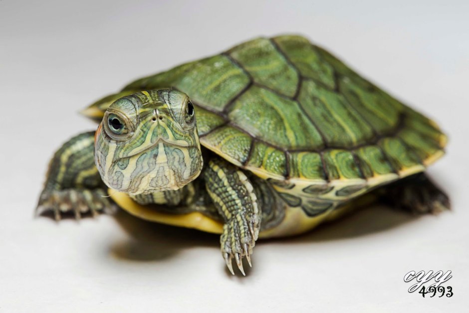 Малыш красноухой черепахи