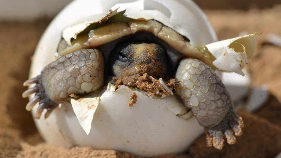 Красноухая черепаха детеныш