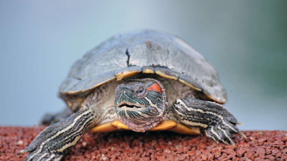 Морская черепаха красноухая