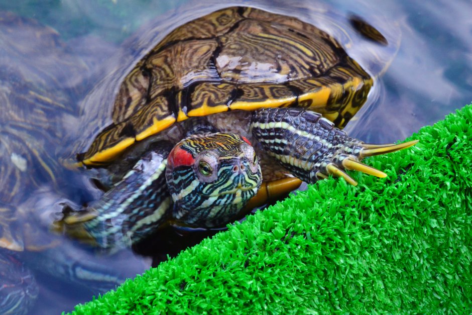 Карликовые Черепашки