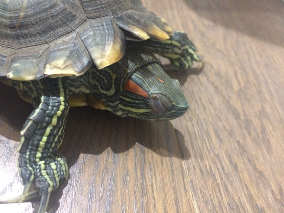 Красноухая черепаха плавает