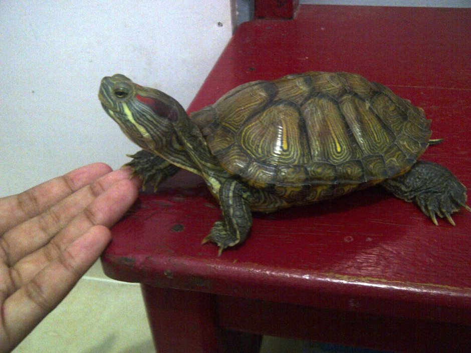 Красноухая черепаха подвиды