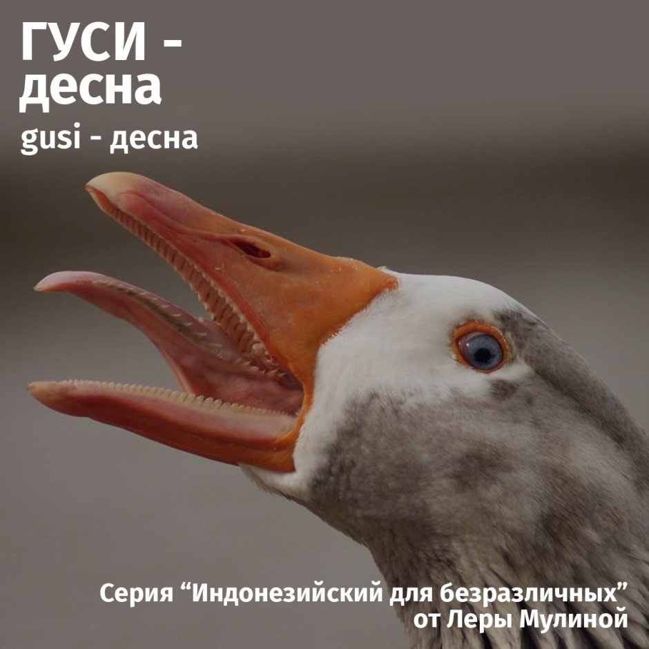 Гуси Гага